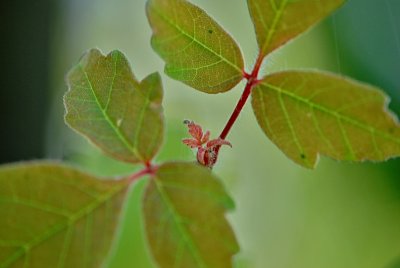 Acer griseum - javor šedý - vývoj listu 2